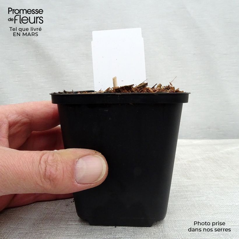 Spécimen de Hosta ventricosa Godet de 9cm tel que livré au printemps