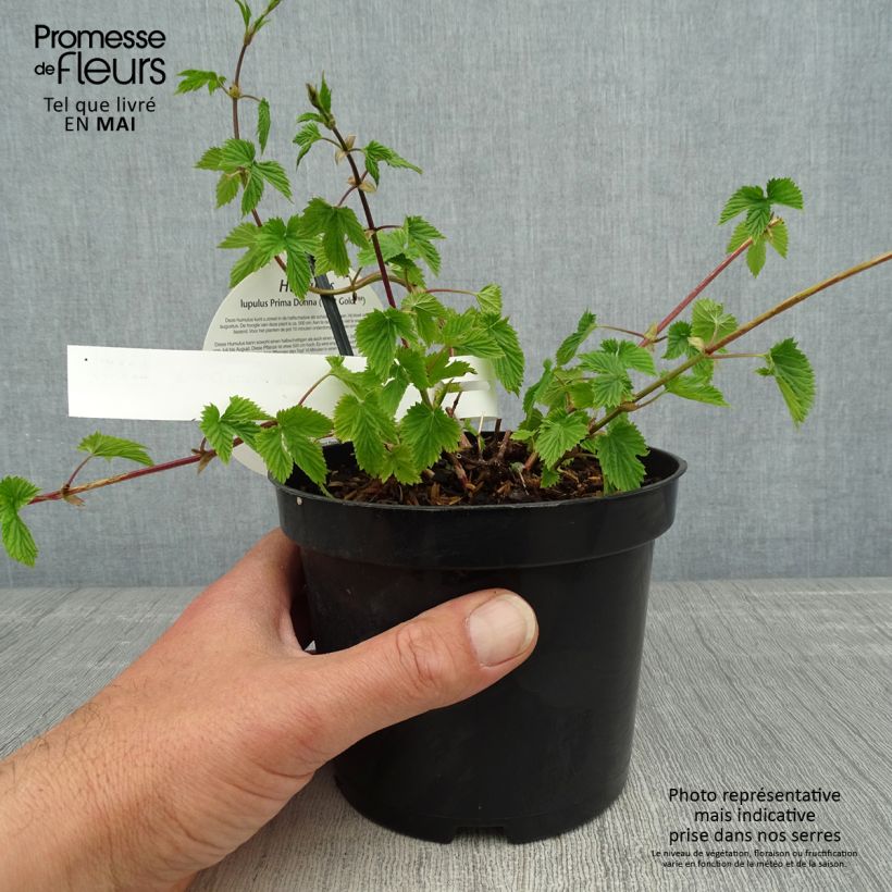 Spécimen de Houblon - Humulus lupulus Prima Donna Pot 1.5/2L tel que livré au printemps