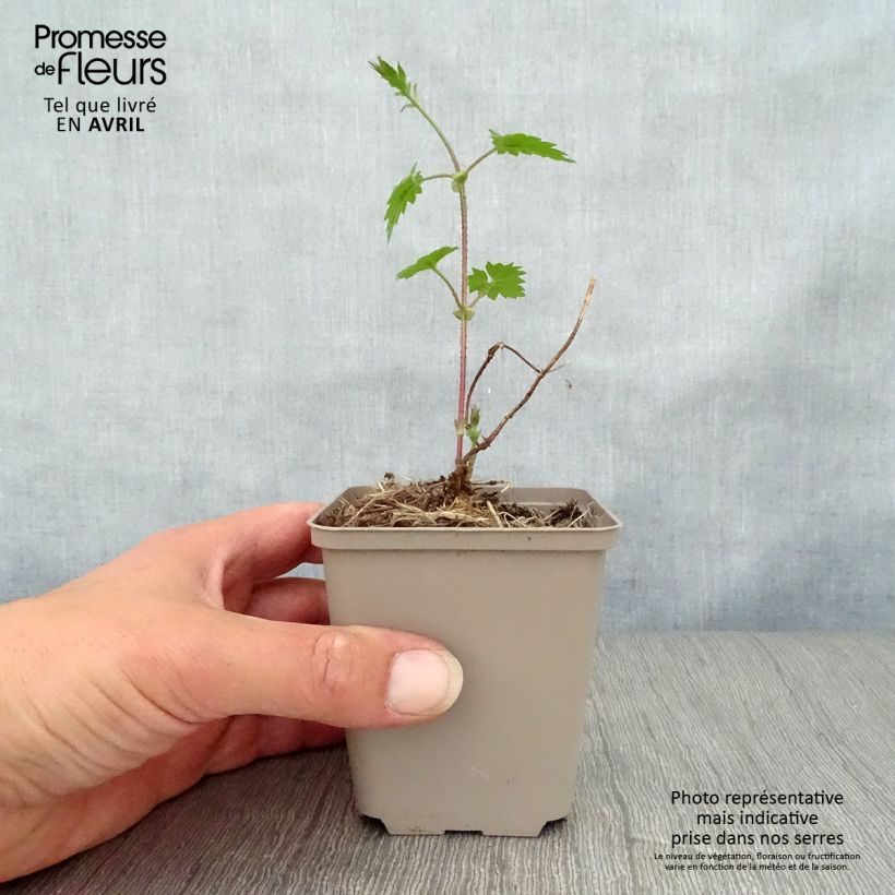 Spécimen de Houblon - Humulus lupulus en godet de 9cm tel que livré au printemps