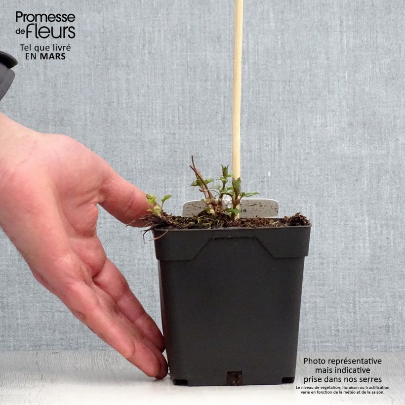Spécimen de Houblon - Humulus lupulus en pot de 1.5L/2L tel que livré au printemps