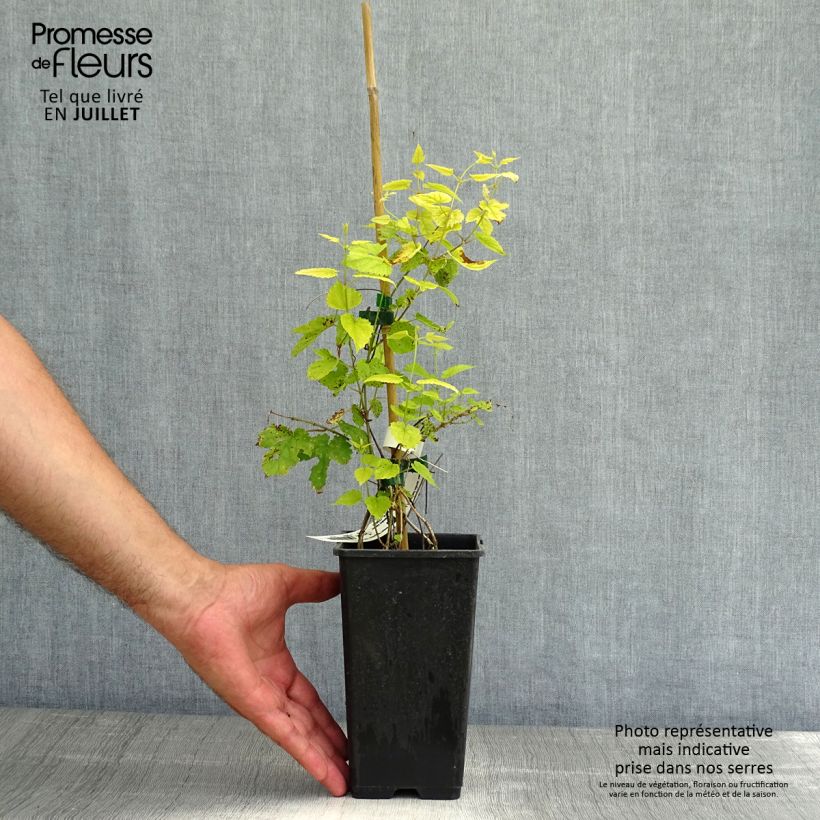 Spécimen de Houblon doré - Humulus lupulus Aureus Pot de 1,5L/2L tel que livré en été
