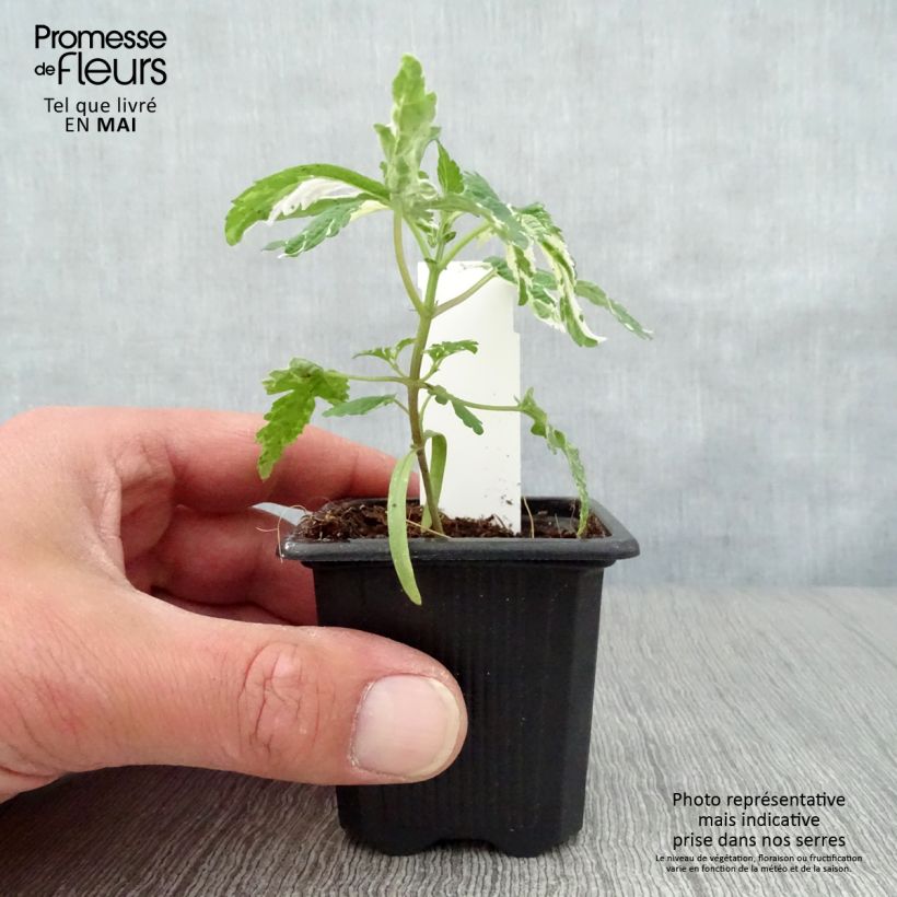 Spécimen de Houblon du Japon Variegatus Godet de 8/9 cm tel que livré au printemps