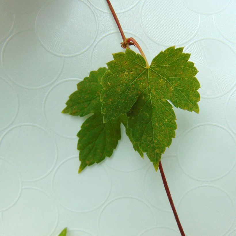 Houblon vert - Humulus lupulus Magnum (Feuillage)