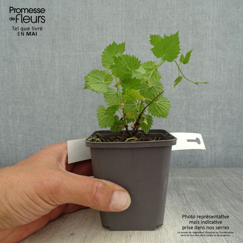 Spécimen de Houblon vert - Humulus lupulus Magnum pot de 2L/3L tel que livré au printemps