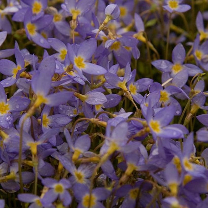 Houstonia caerulea Millard's Variety (Floraison)