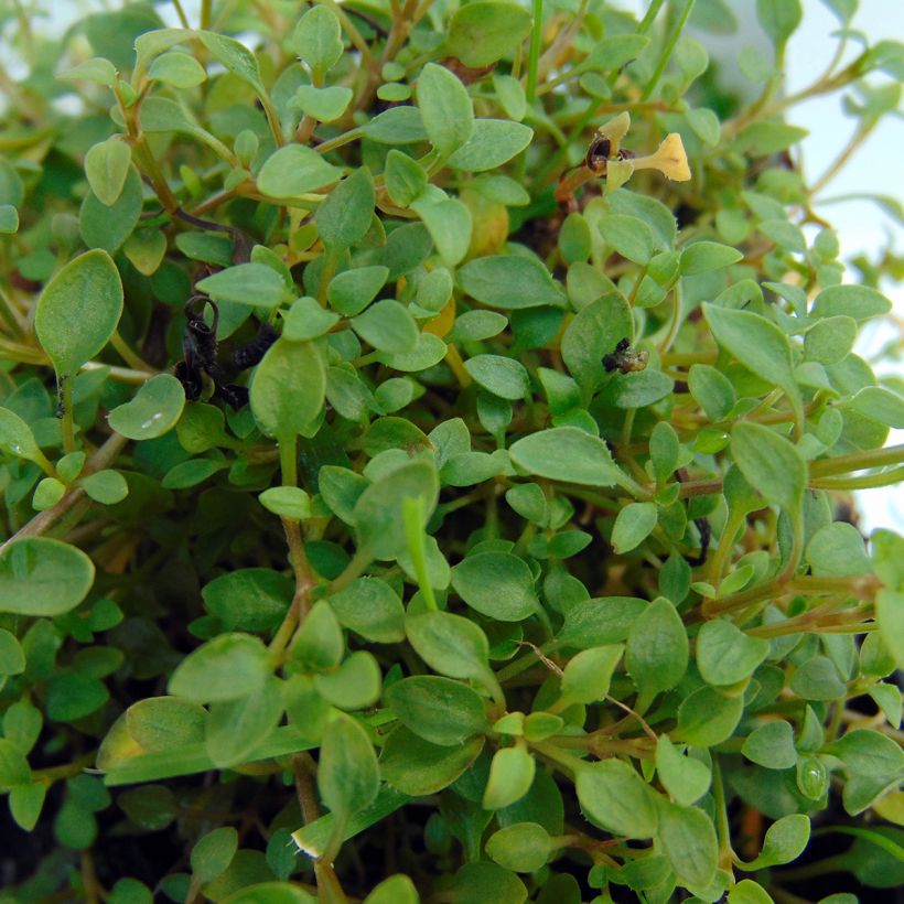 Houstonia caerulea Millard's Variety (Feuillage)