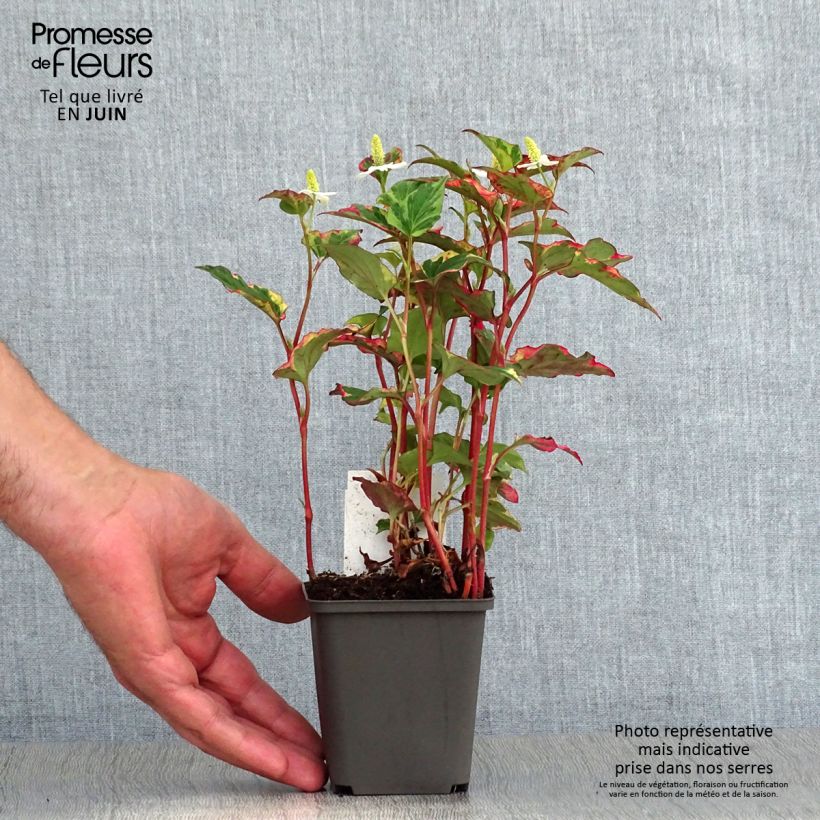 Spécimen de Houttuynia cordata Chameleon Godet de 7/8 cm tel que livré en été