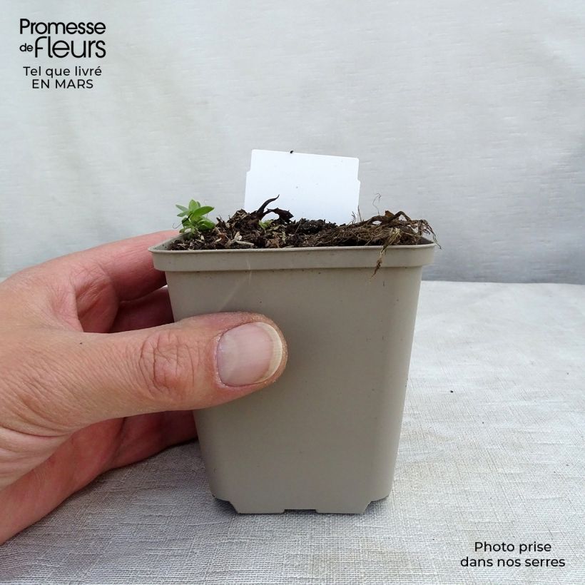 Spécimen de Houttuynia cordata Chameleon Godet de 7cm tel que livré au printemps