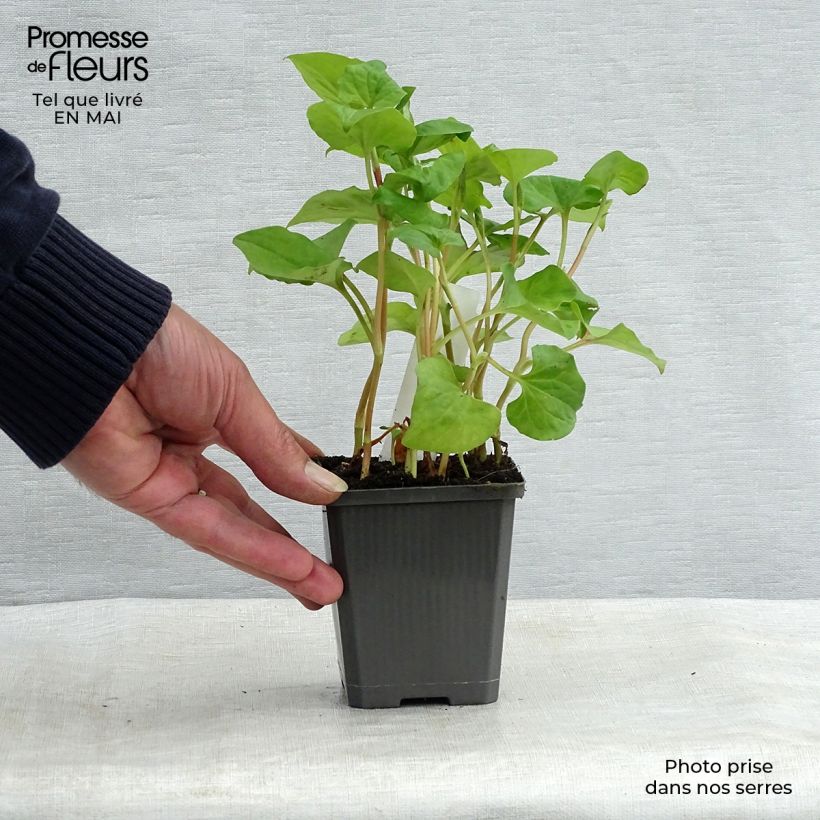 Spécimen de Houttuynia cordata - Coriandre des bois Godet de 9cm tel que livré au printemps