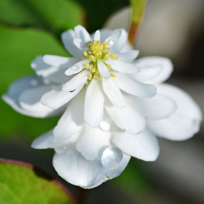 Houttuynia cordata Flore Pleno (Floraison)