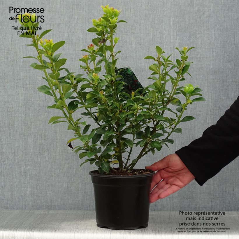 Spécimen de Houx - Ilex meserveae Heckenfee Pot de 2L/3LHauteur livrée env. 40/60cm tel que livré au printemps