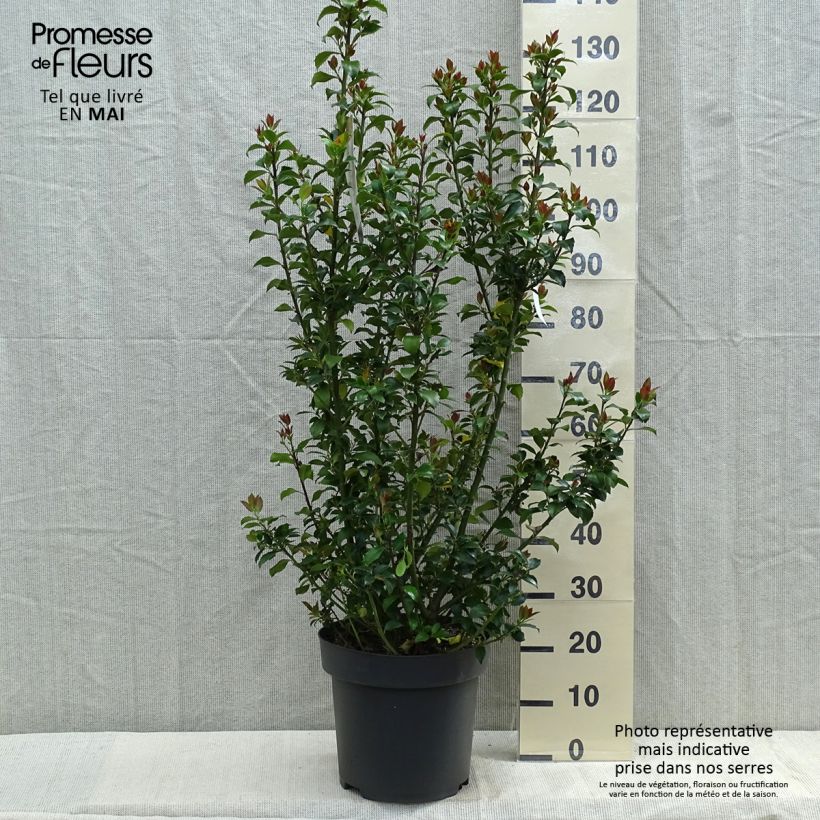Spécimen de Houx - Ilex (x) meserveae Mesid Pot de 12L/15LHauteur livrée env. 150cm tel que livré au printemps