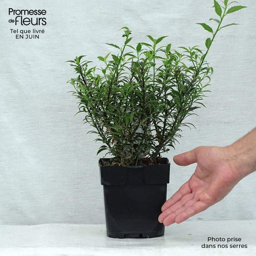 Spécimen de Houx à feuilles de Myrte - Ilex aquifolium Myrtifolia Pot de 2L/3L tel que livré en été