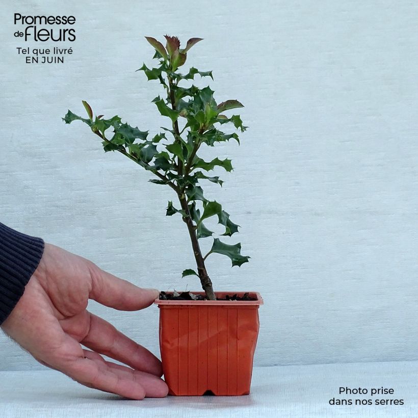 Spécimen de Houx américain - Ilex meserveae Blue Angel Godet de 8/9 cm tel que livré en été
