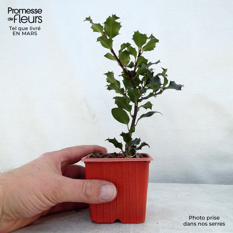 Spécimen de Houx américain - Ilex meserveae Blue Angel en godet de 9cm tel que livré au printemps