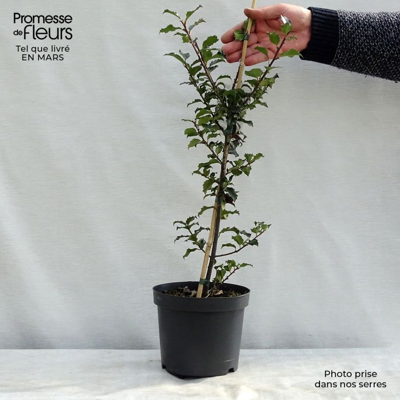 Spécimen de Houx américain - Ilex meserveae Blue Angel en pot de 2/3L tel que livré au printemps