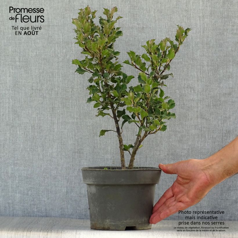 Spécimen de Houx américain - Ilex meserveae Blue Angel Pot de 2L/3L tel que livré en été