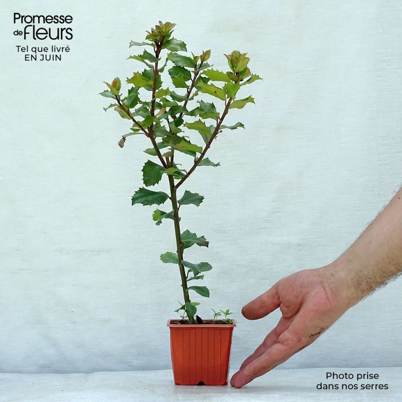 Spécimen de Houx américain- Ilex meserveae Blue Prince  Godet de 8/9 cm tel que livré en été