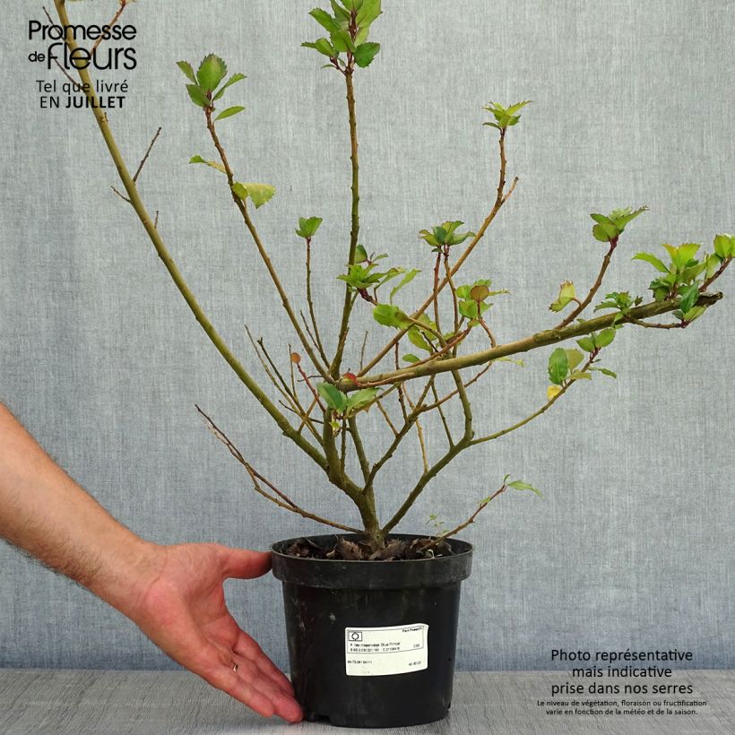 Spécimen de Houx américain- Ilex meserveae Blue Prince  Pot de 2L/3L tel que livré en été