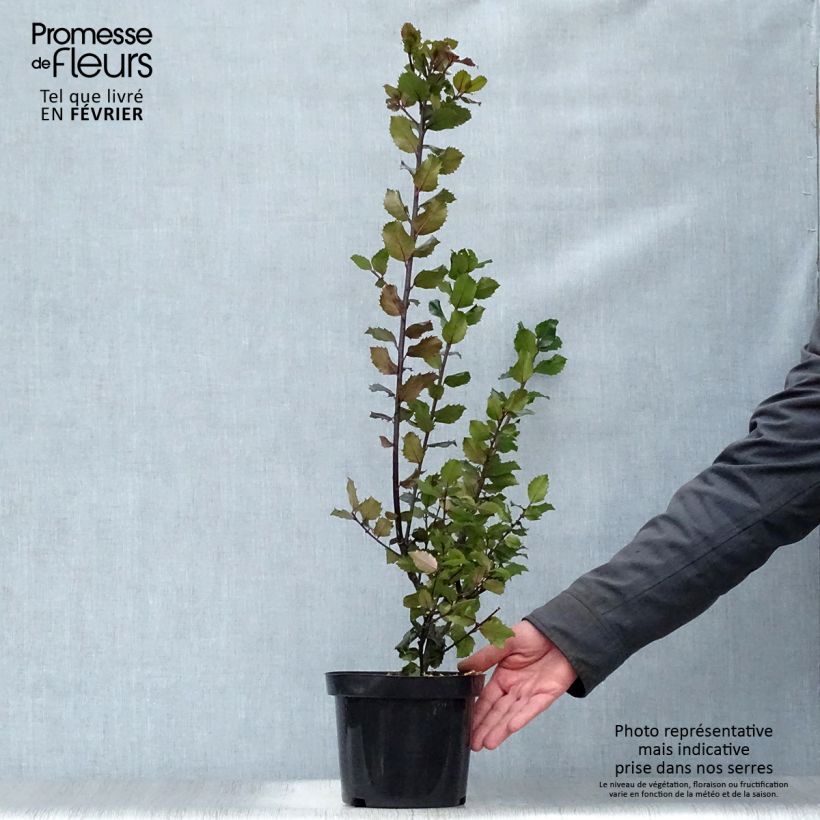 Spécimen de Houx américain - Ilex meserveae Blue princess tel que livré en hiver