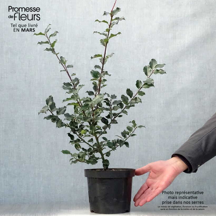 Spécimen de Houx américain - Ilex meserveae Blue princess Pot de 2L/3L tel que livré au printemps