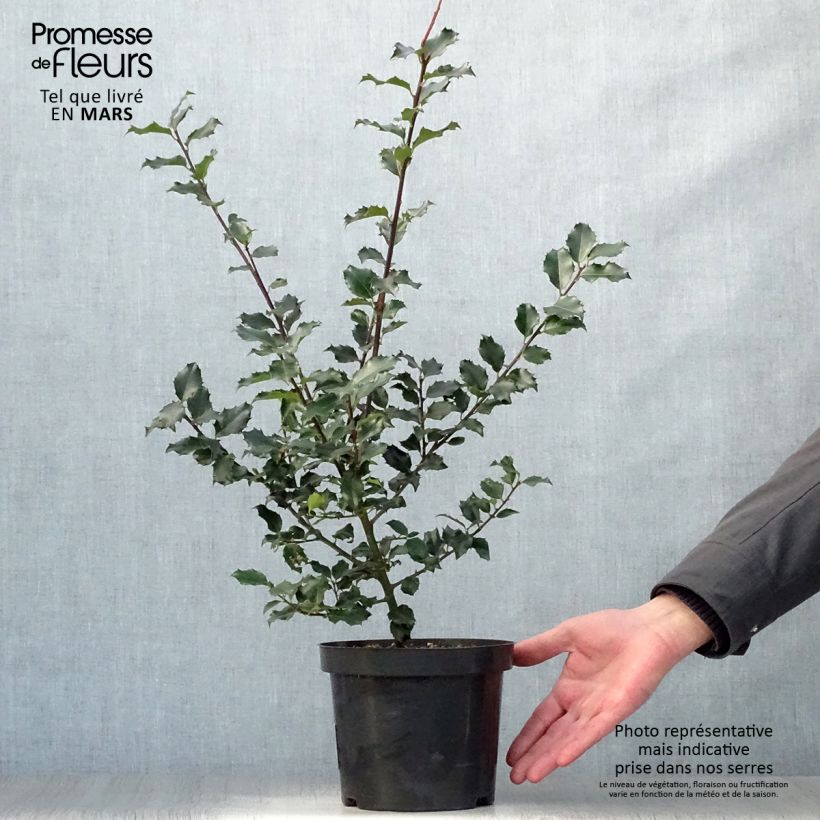 Spécimen de Houx américain - Ilex meserveae Blue princess tel que livré au printemps