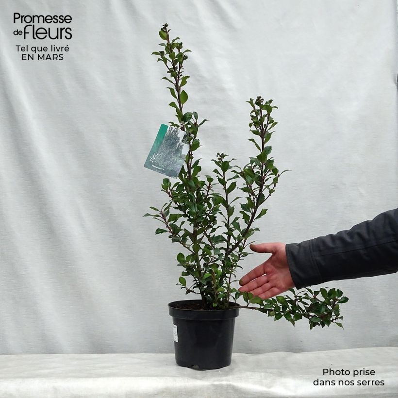 Spécimen de Houx américain - Ilex meserveae Heckenstar tel que livré au printemps