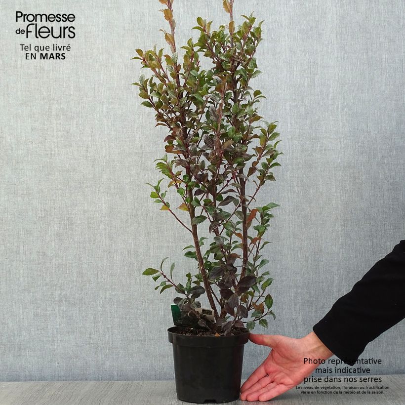 Spécimen de Houx américain - Ilex meserveae Heckenstar tel que livré en hiver