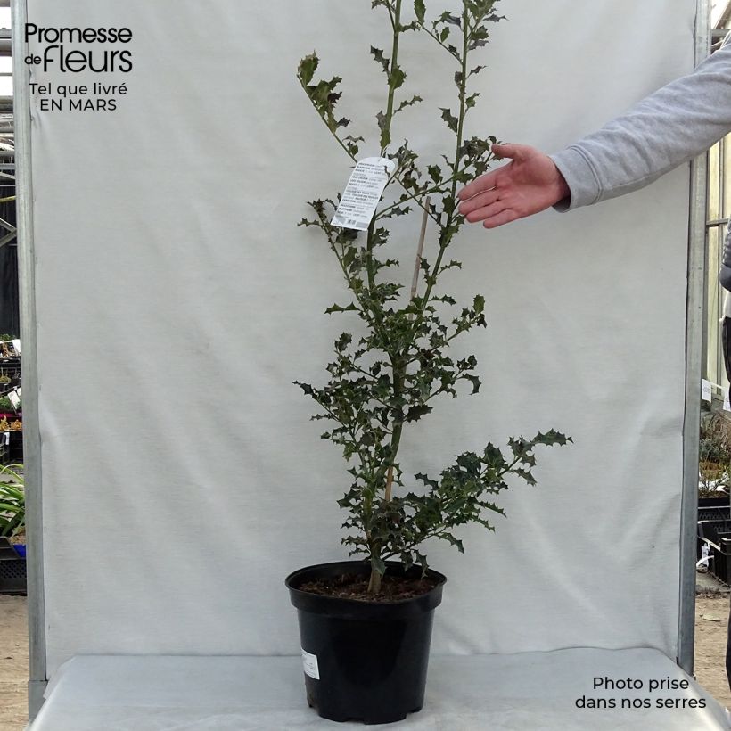 Spécimen de Houx commun - Ilex aquifolium 70/80 cm en pot de 10L tel que livré au printemps