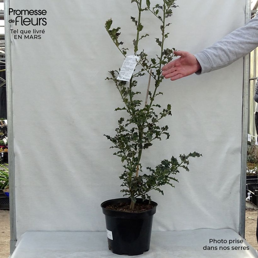 Spécimen de Houx commun - Ilex aquifolium tel que livré au printemps