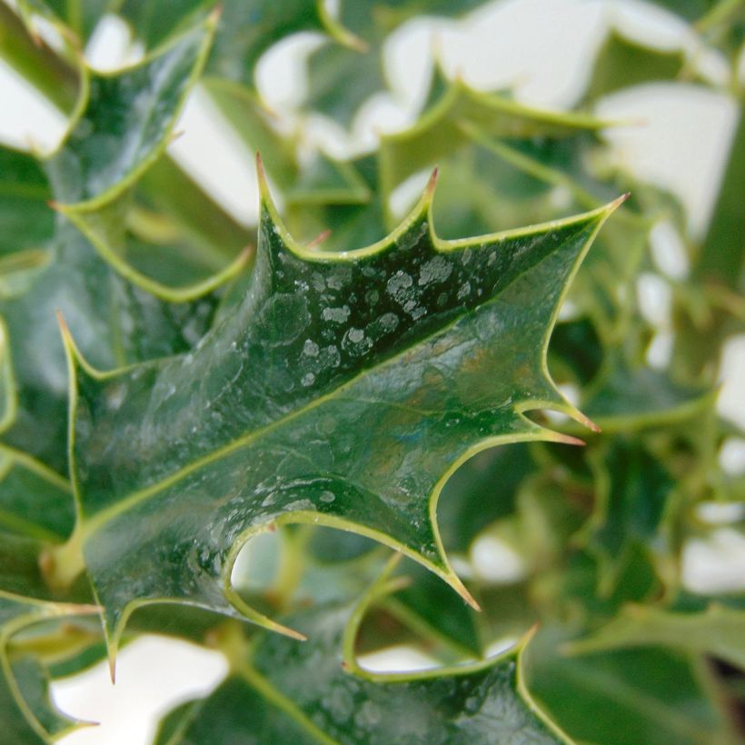 Houx commun - Ilex aquifolium Alaska (Feuillage)