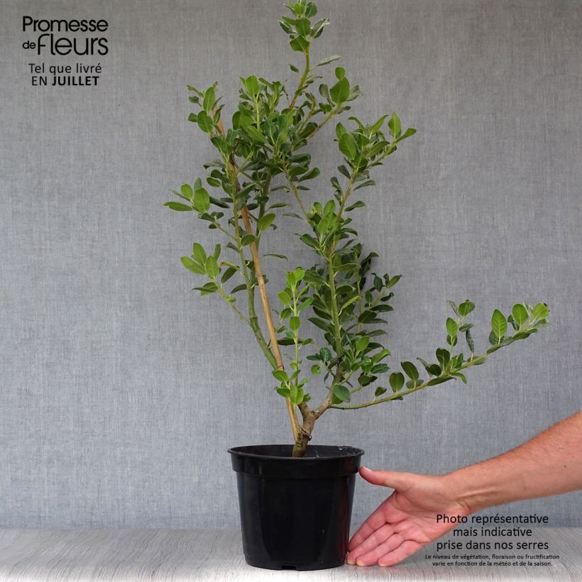 Spécimen de Houx commun - Ilex aquifolium JC Van Tol Pot de 2L/3L tel que livré en été