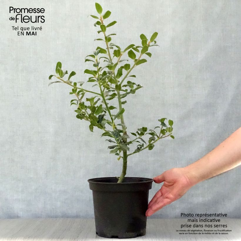 Spécimen de Houx commun - Ilex aquifolium JC Van Tol en pot de 3L tel que livré au printemps