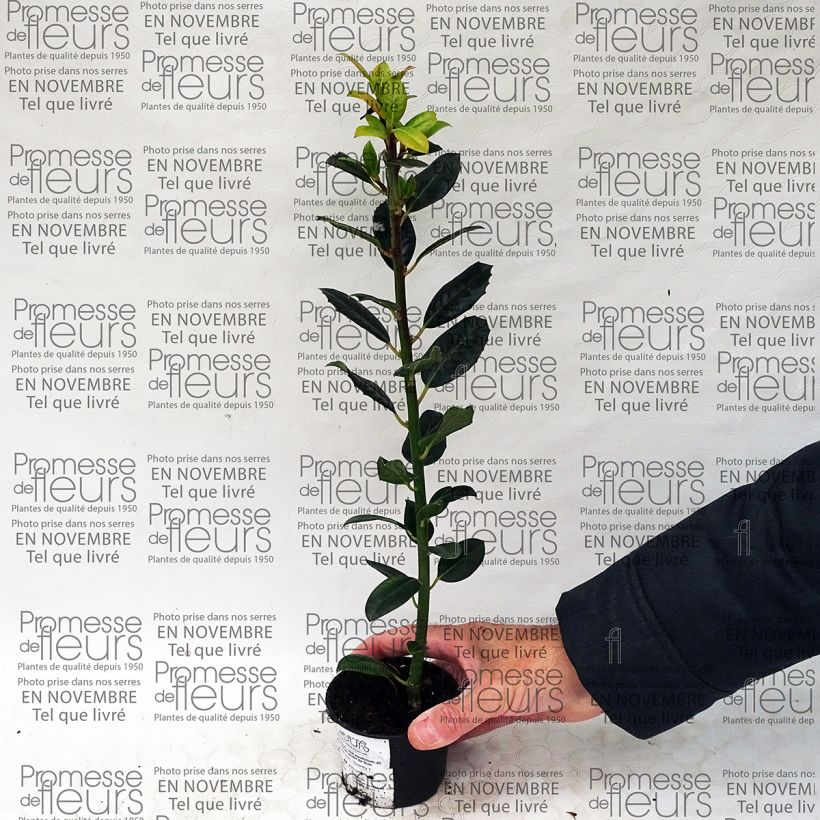Spécimen de Houx commun - Ilex aquifolium JC Van Tol tel que livré en printemps