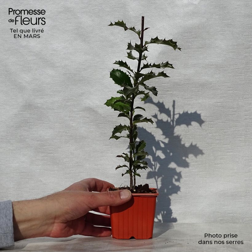 Spécimen de Houx commun - Ilex aquifolium en godet de 9cm tel que livré au printemps