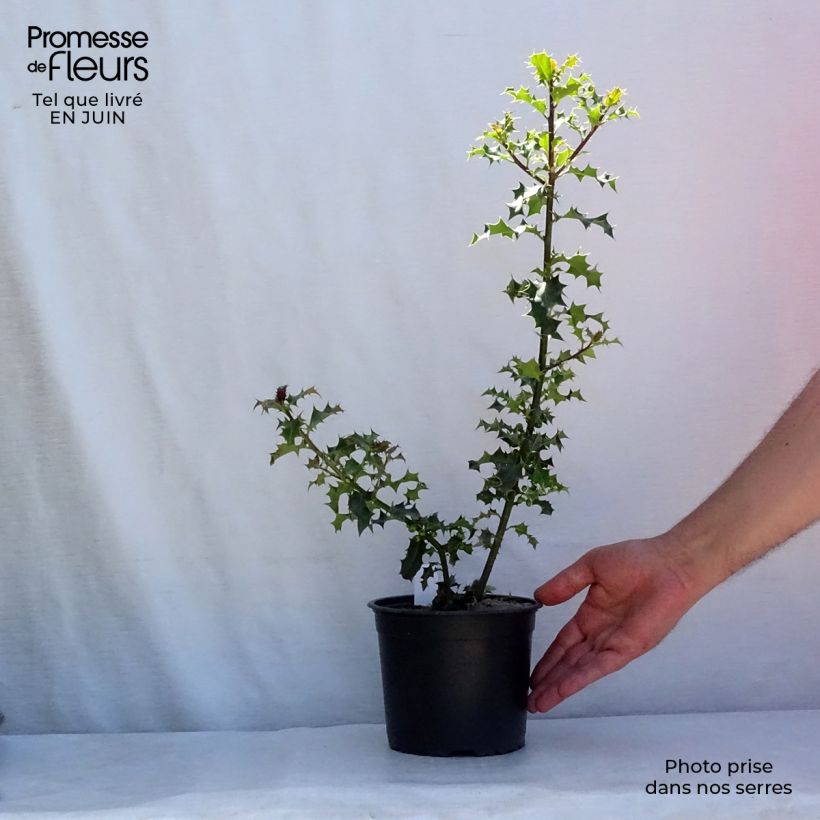Spécimen de Houx commun - Ilex aquifolium Pot de 2L/3L tel que livré en été