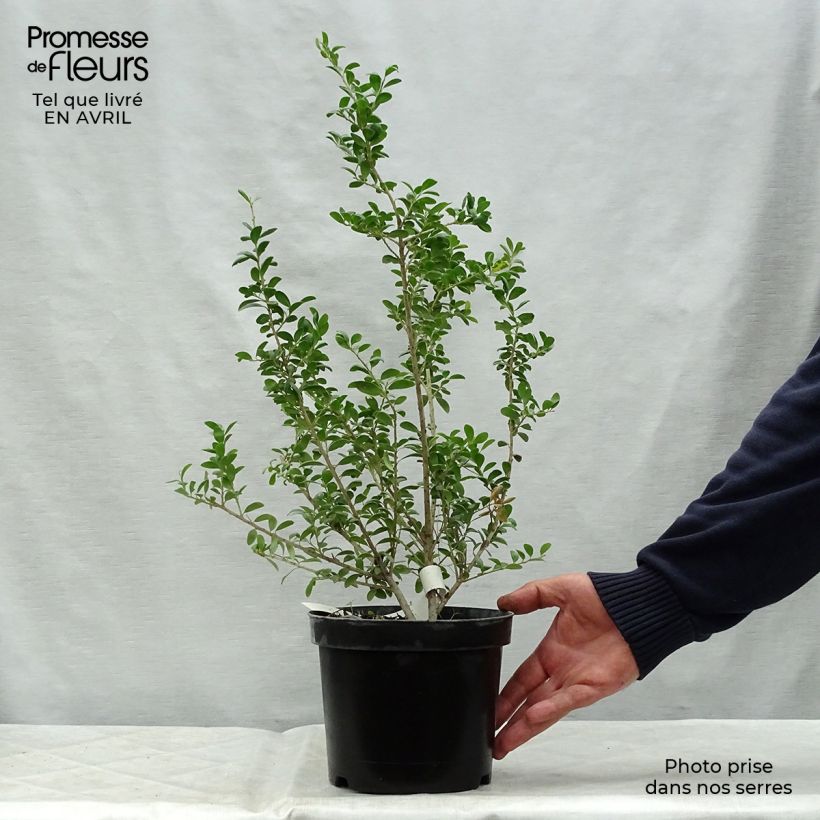 Spécimen de Houx crénelé - Ilex crenata Convexa 40/50cm en pot de 3L tel que livré au printemps
