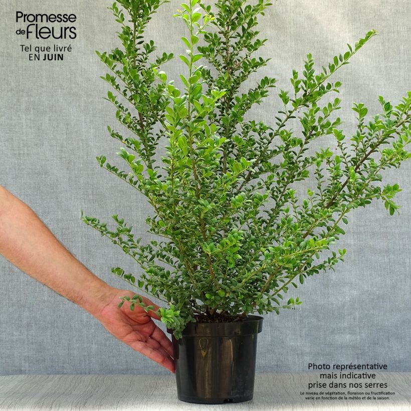 Spécimen de Houx crénelé - Ilex crenata Convexa Pot de 2L/3L tel que livré en été