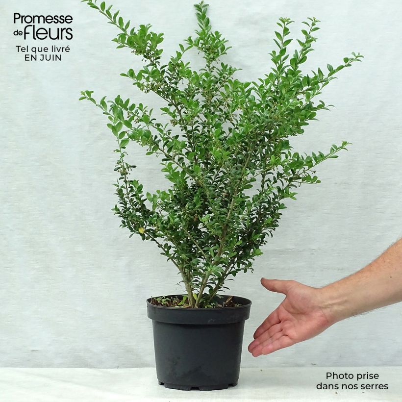 Spécimen de Houx crénelé - Ilex crenata Convexa Pot de 4L/5L tel que livré en été