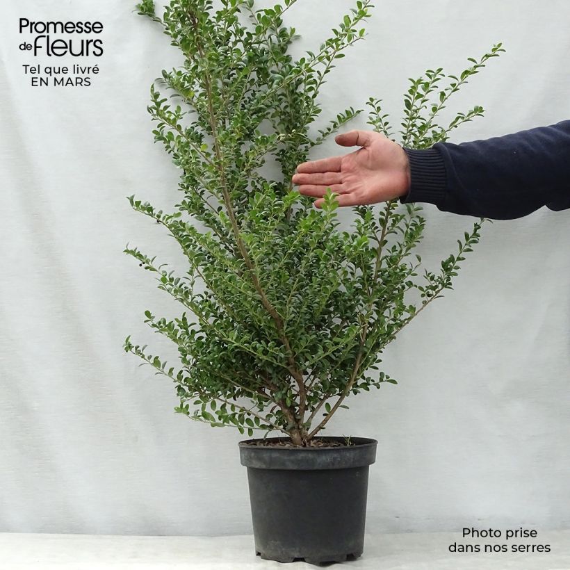 Spécimen de Houx crénelé - Ilex crenata Convexa 50/60cm en pot de 5L tel que livré au printemps