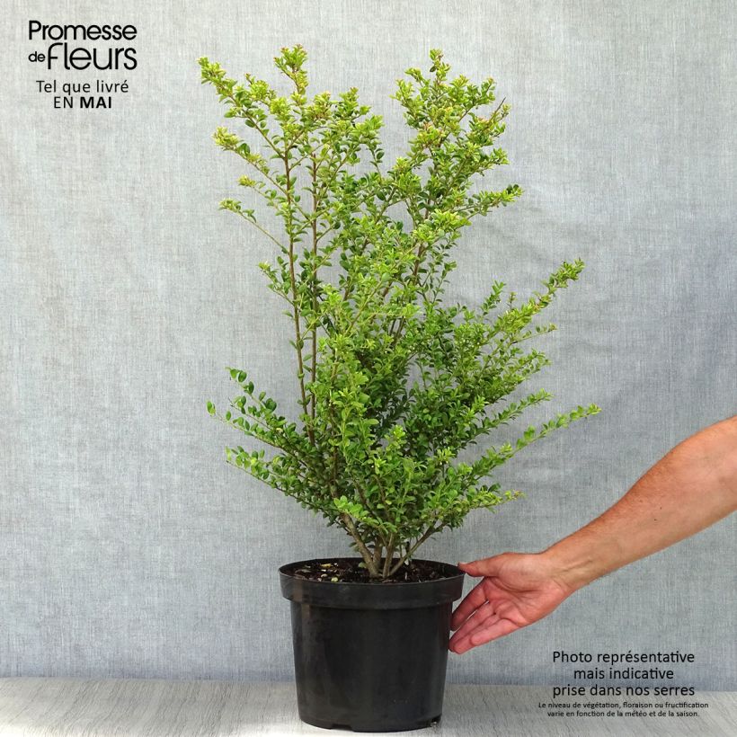 Spécimen de Houx crénelé - Ilex crenata Convexa Pot de 7,5L/10LHauteur livrée env. 70+cm tel que livré au printemps