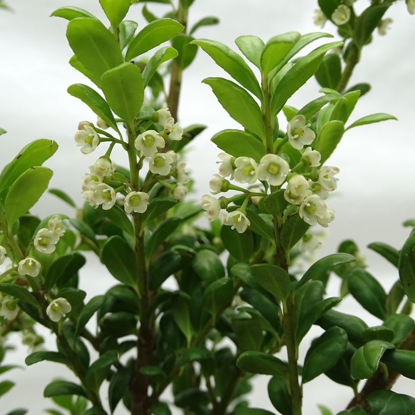 Houx crénelé - Ilex crenata Convexa (Floraison)