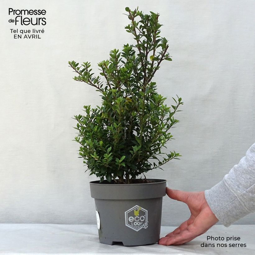 Spécimen de Houx crénelé - Ilex crenata Dark Green  Pot de 2L/3L Touffe tel que livré au printemps
