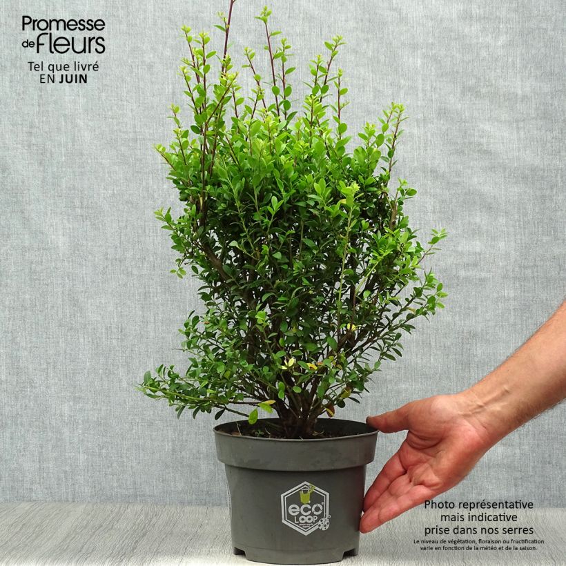 Spécimen de Houx crénelé - Ilex crenata Dark Green  Pot de 2L/3L, Touffe tel que livré en été