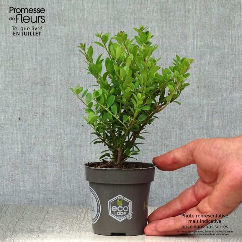 Spécimen de Houx crénelé - Ilex crenata Dark Green  Godet de 8/9 cm tel que livré en été