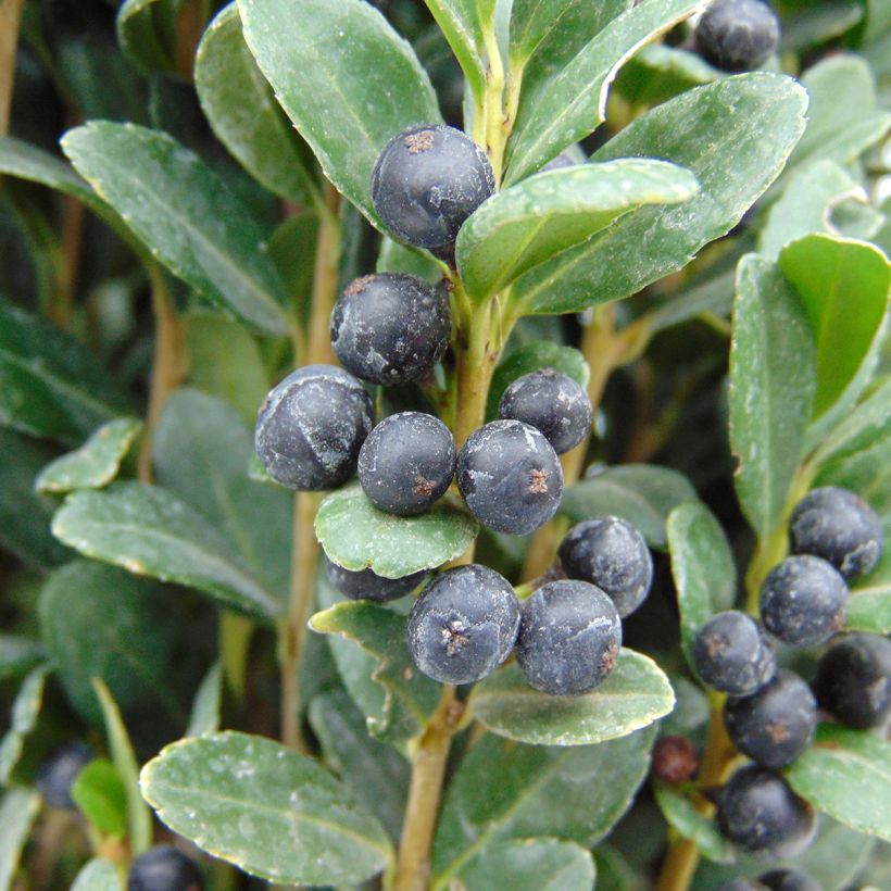 Houx crénelé - Ilex crenata Fastigiata (Récolte)