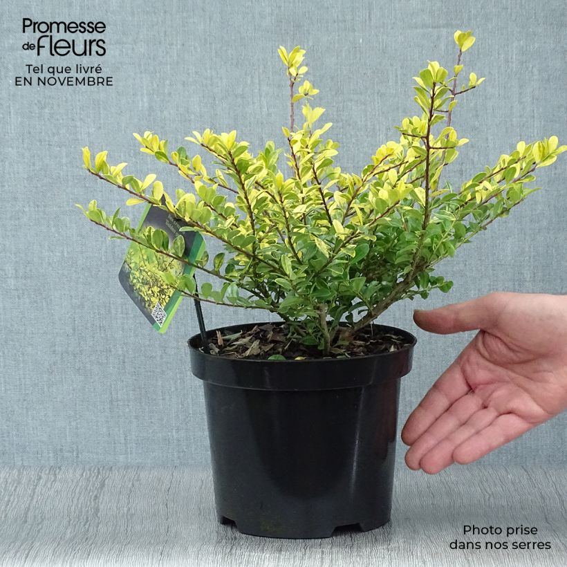 Spécimen de Houx crénelé - Ilex crenata Golden Gem tel que livré en automne