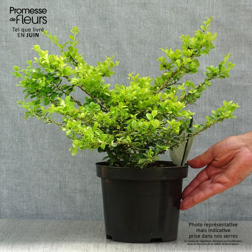 Spécimen de Houx crénelé - Ilex crenata Golden Gem Pot de 2L/3L tel que livré en été