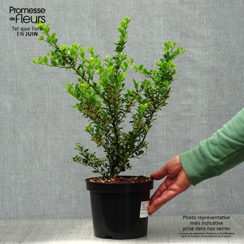 Spécimen de Houx crénelé - Ilex crenata Green Hedge Pot de 2L/3L tel que livré en été