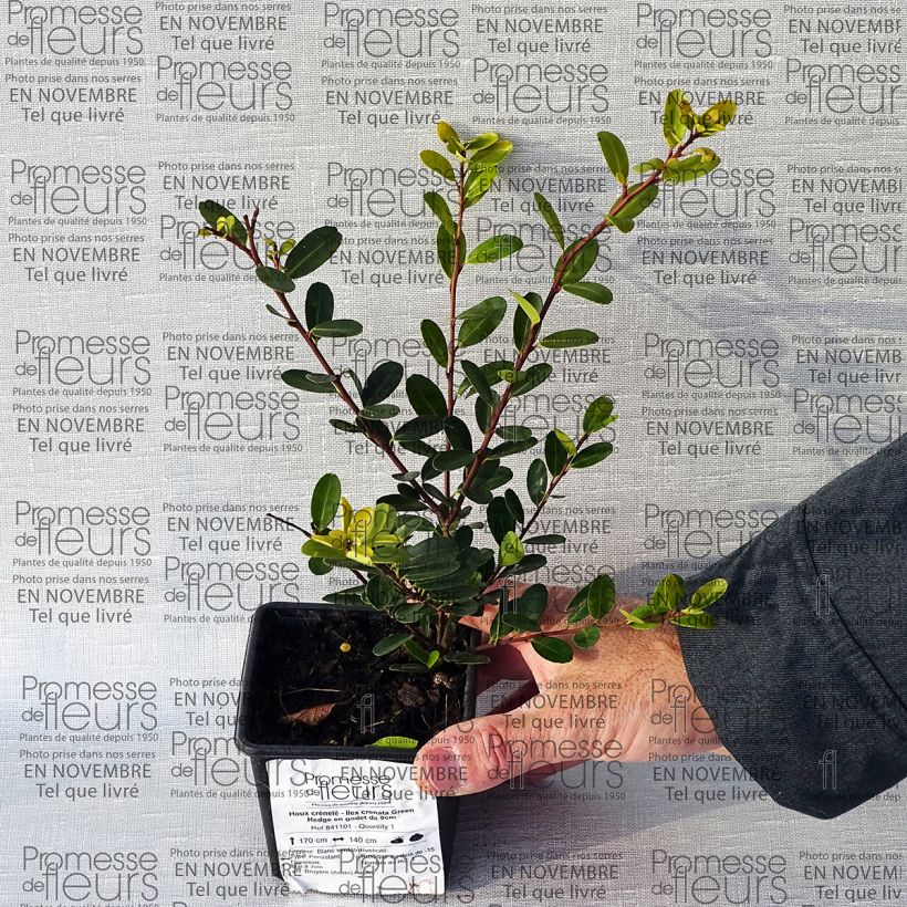 Spécimen de Houx crénelé - Ilex crenata Green Hedge tel que livré en printemps